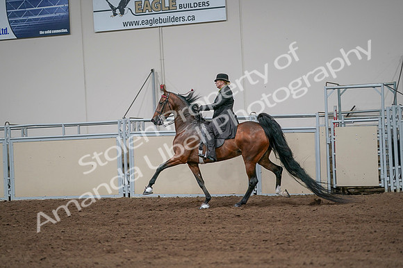 2020 - AB Morgan Horse - Fri, Sept 04 - 09679