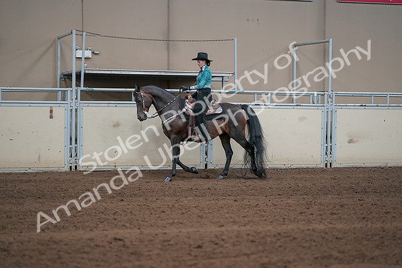 2019 Morgan Horse Show - Sept 01, 2019 - 06912