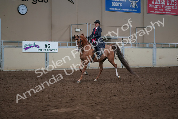 2019 Morgan Horse Show - Sept 01, 2019 - 12114