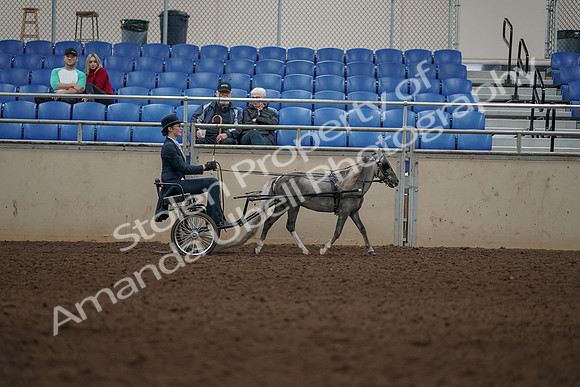 2019 Morgan Horse Show - Aug 31, 2019 - 04526
