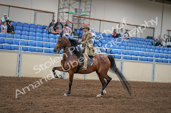 2020 - AB Morgan Horse - Fri, Sept 04 - 11418