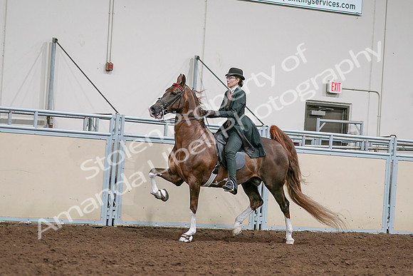 2020 - AB Morgan Horse - Sat, Sept 05 - 13034