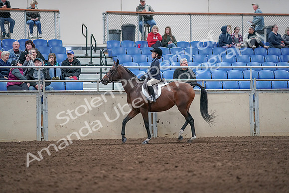 2019 Morgan Horse Show - Aug 31, 2019 - 19547