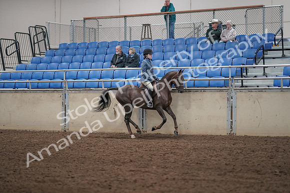 2019 Morgan Horse Show - Aug 31, 2019 - 07480