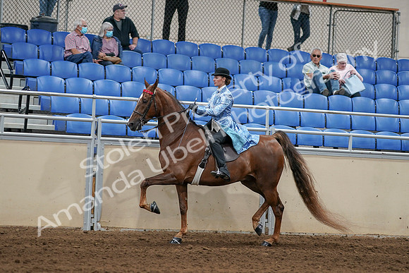 2020 - AB Morgan Horse - Sat, Sept 05 - 06236