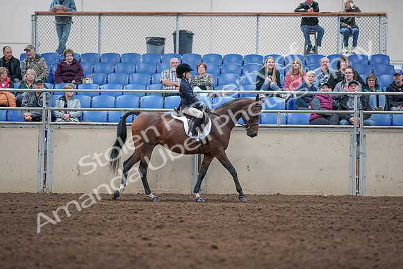 2019 Morgan Horse Show - Aug 31, 2019 - 19562