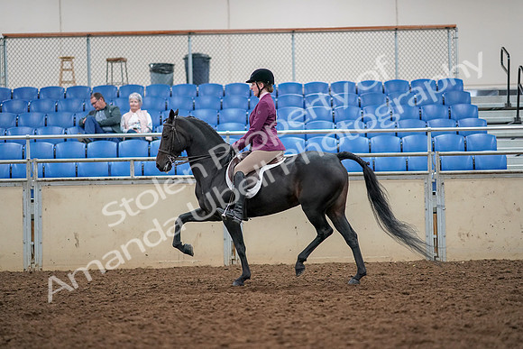 2019 Morgan Horse Show - Aug 30, 2019 - 23174