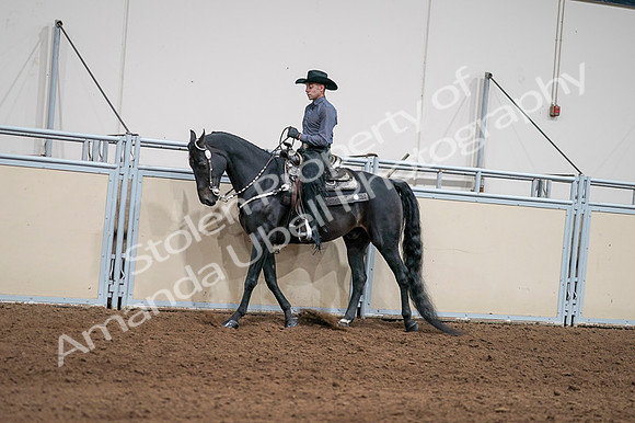2020 - AB Morgan Horse - Fri, Sept 04 - 08379