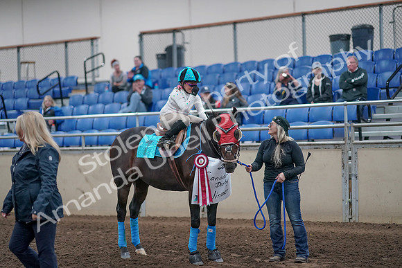 2019 Morgan Horse Show - Aug 31, 2019 - 10221