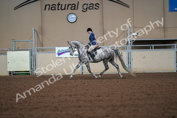 2019 Morgan Horse Show - Aug 30, 2019 - 16148