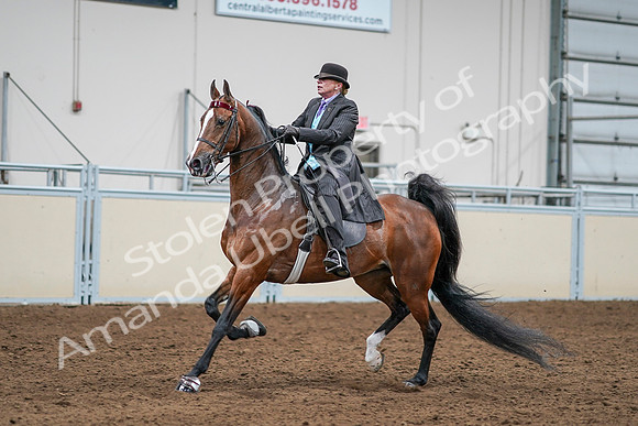 2020 - AB Morgan Horse - Sat, Sept 05 - 13171
