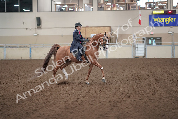 2019 Morgan Horse Show - Sept 01, 2019 - 12070