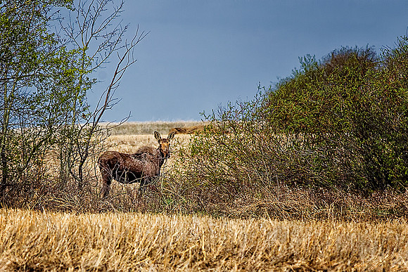 NA Wild Animals - 014