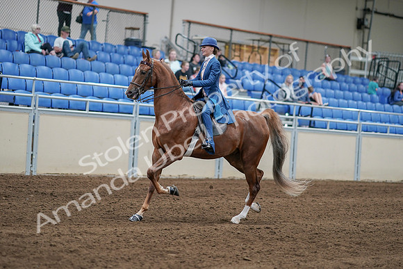 2020 - AB Morgan Horse - Sat, Sept 05 - 06181