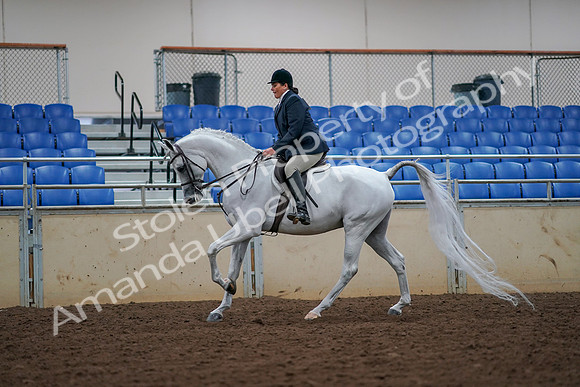 2019 Morgan Horse Show - Aug 30, 2019 - 17419