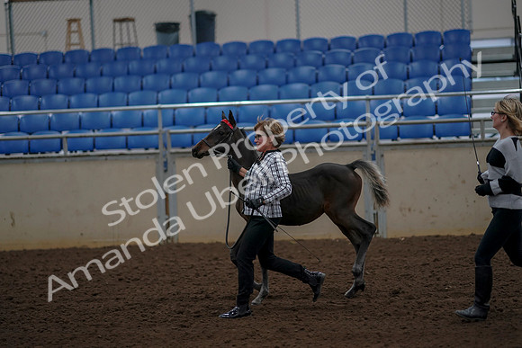 2019 Morgan Horse Show - Aug 30, 2019 - 24725