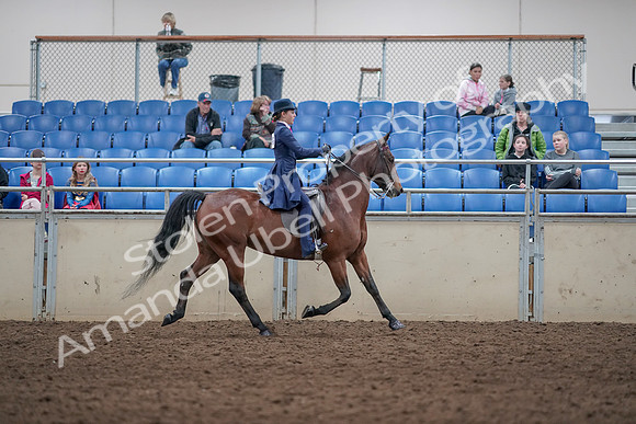 2019 Morgan Horse Show - Aug 31, 2019 - 09589