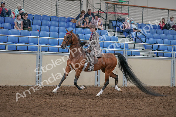 2020 - AB Morgan Horse - Fri, Sept 04 - 11375