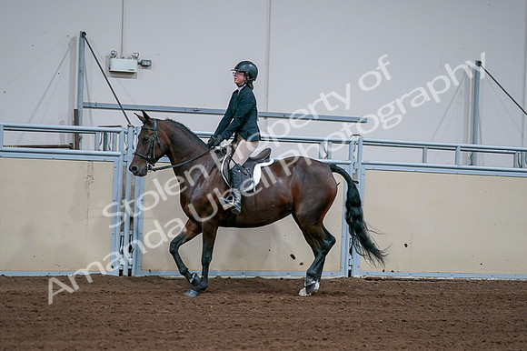 2020 - AB Morgan Horse - Fri, Sept 04 - 01661