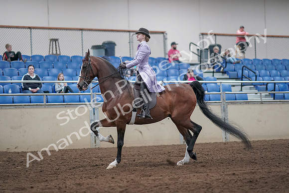 2019 Morgan Horse Show - Sept 01, 2019 - 07396