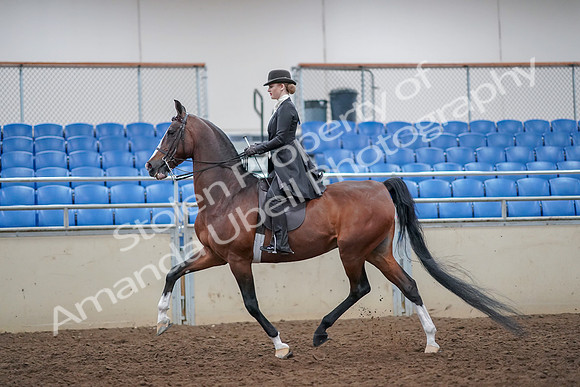 2019 Morgan Horse Show - Aug 30, 2019 - 21411