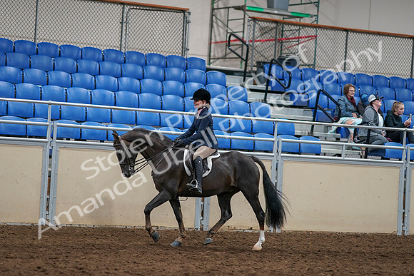 2020 - AB Morgan Horse - Sun, Sept 06 - 07956