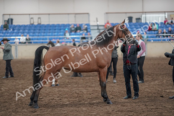 2019 Morgan Horse Show - Aug 31, 2019 - 03709