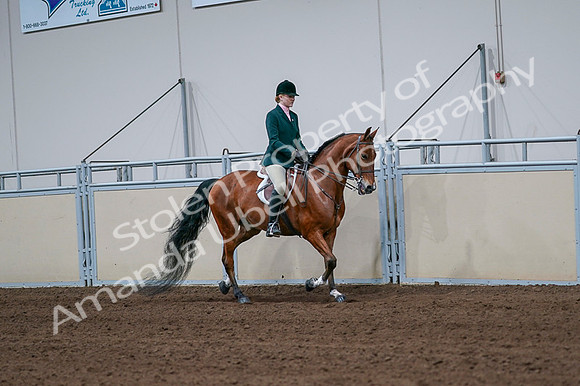 2020 - AB Morgan Horse - Fri, Sept 04 - 01849