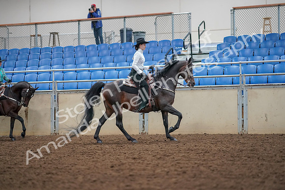 2019 Morgan Horse Show - Aug 30, 2019 - 16944