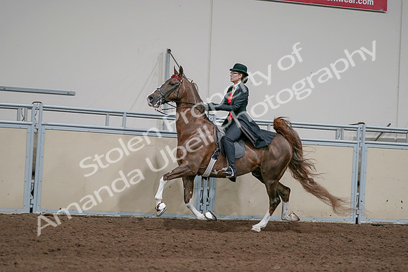2020 - AB Morgan Horse - Fri, Sept 04 - 09744