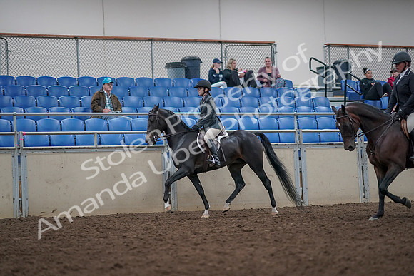 2019 Morgan Horse Show - Aug 31, 2019 - 14864