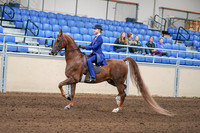 2020 - AB Morgan Horse - Sun, Sept 06 - 00003
