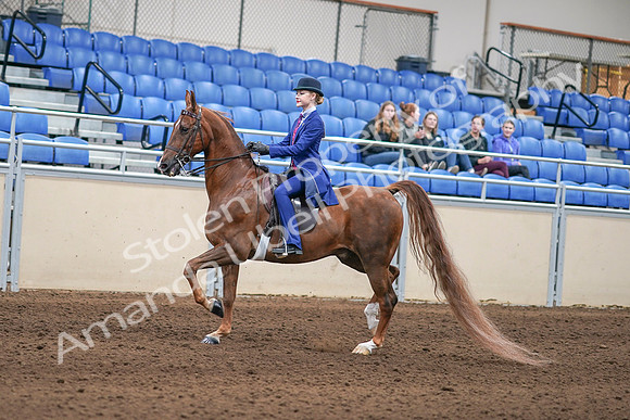 2020 - AB Morgan Horse - Sun, Sept 06 - 00003
