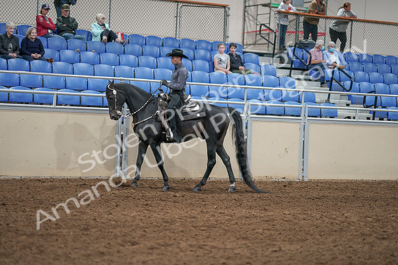 2020 - AB Morgan Horse - Fri, Sept 04 - 08292
