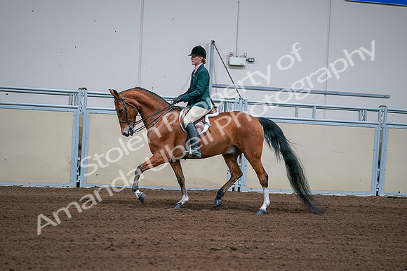 2020 - AB Morgan Horse - Fri, Sept 04 - 01596
