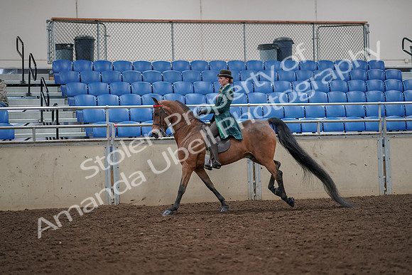 2019 Morgan Horse Show - Aug 30, 2019 - 28035