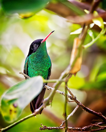 Birds - 098