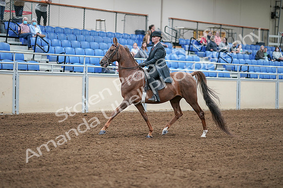 2020 - AB Morgan Horse - Fri, Sept 04 - 07922