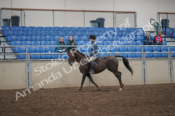 2019 Morgan Horse Show - Aug 31, 2019 - 07332