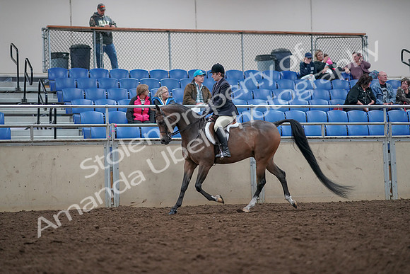 2019 Morgan Horse Show - Aug 31, 2019 - 15873