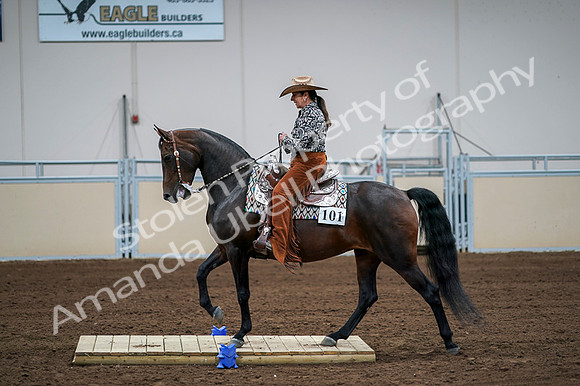 2020 - AB Morgan Horse - Fri, Sept 04 - 00069