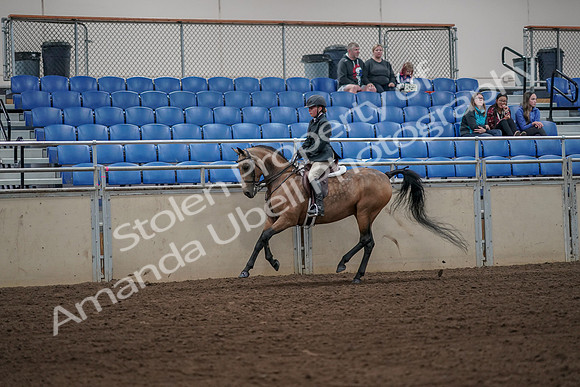 2019 Morgan Horse Show - Aug 31, 2019 - 05016