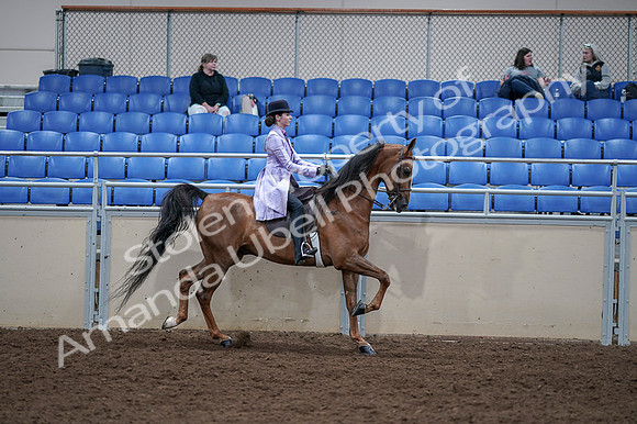 2020 - AB Morgan Horse - Fri, Sept 04 - 05094