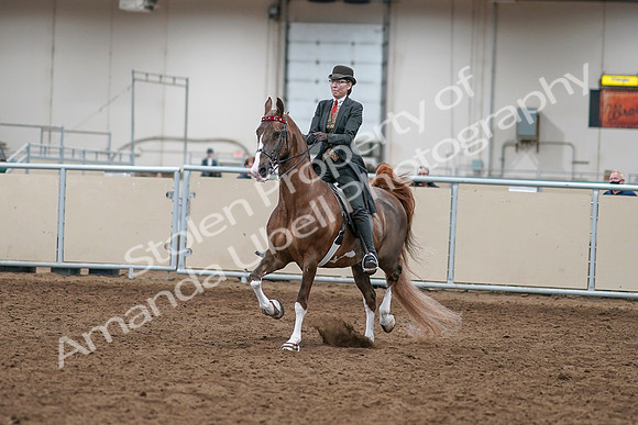 2020 - AB Morgan Horse - Sat, Sept 05 - 12941
