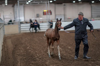 2019 Morgan Horse Show - Aug 31, 2019 - 00846