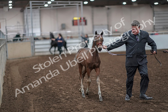 2019 Morgan Horse Show - Aug 31, 2019 - 00846