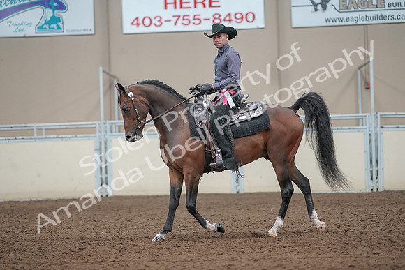 2019 Morgan Horse Show - Aug 31, 2019 - 06287
