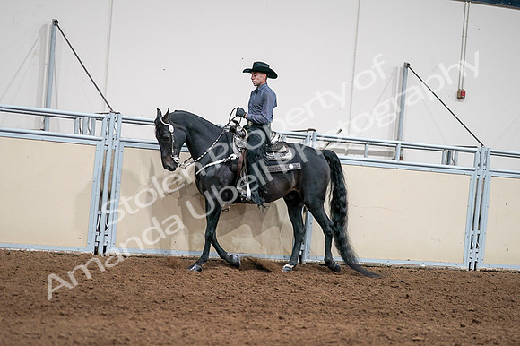 2020 - AB Morgan Horse - Fri, Sept 04 - 08380