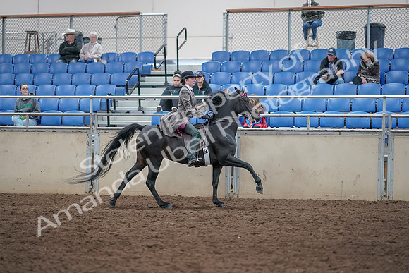 2019 Morgan Horse Show - Aug 31, 2019 - 09716