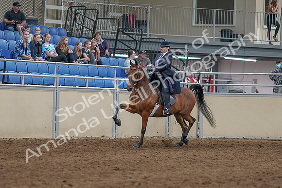 2020 - AB Morgan Horse - Fri, Sept 04 - 11454